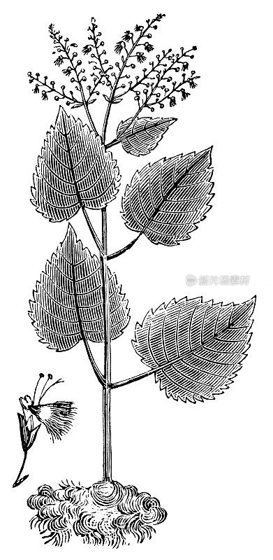 石根植物(加拿大石根属)- 19世纪